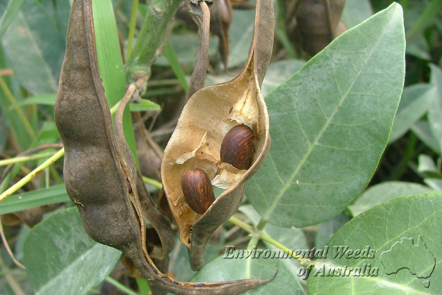 معرفی و راهنمای پرورش درختان زینتی - گل فردوسی
